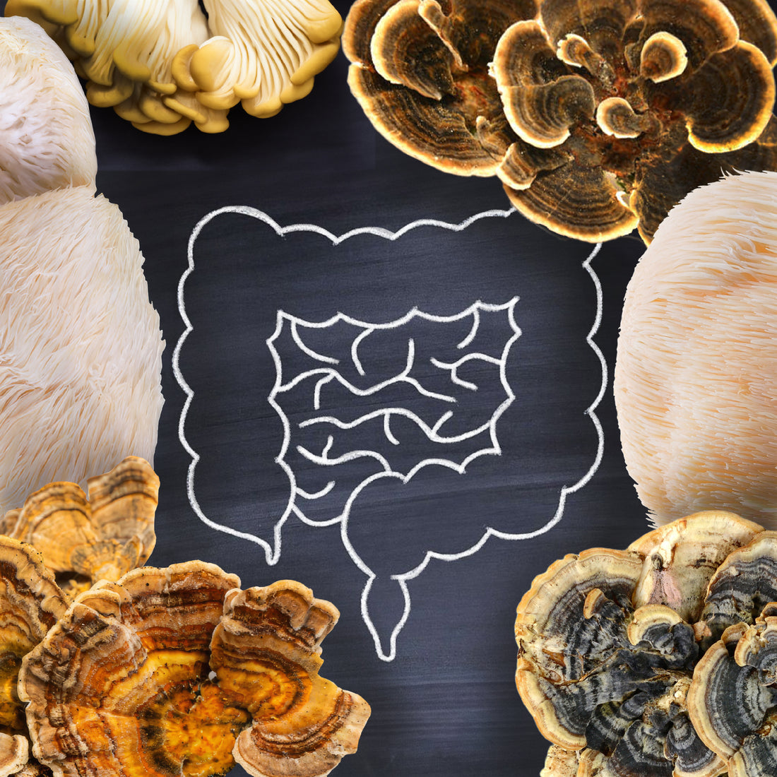 The Benefits of Lion's Mane and Turkey Tail: Boost Your Gut Health Naturally