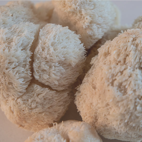 Lion's Mane Mushroom