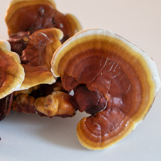 Reishi Mushroom